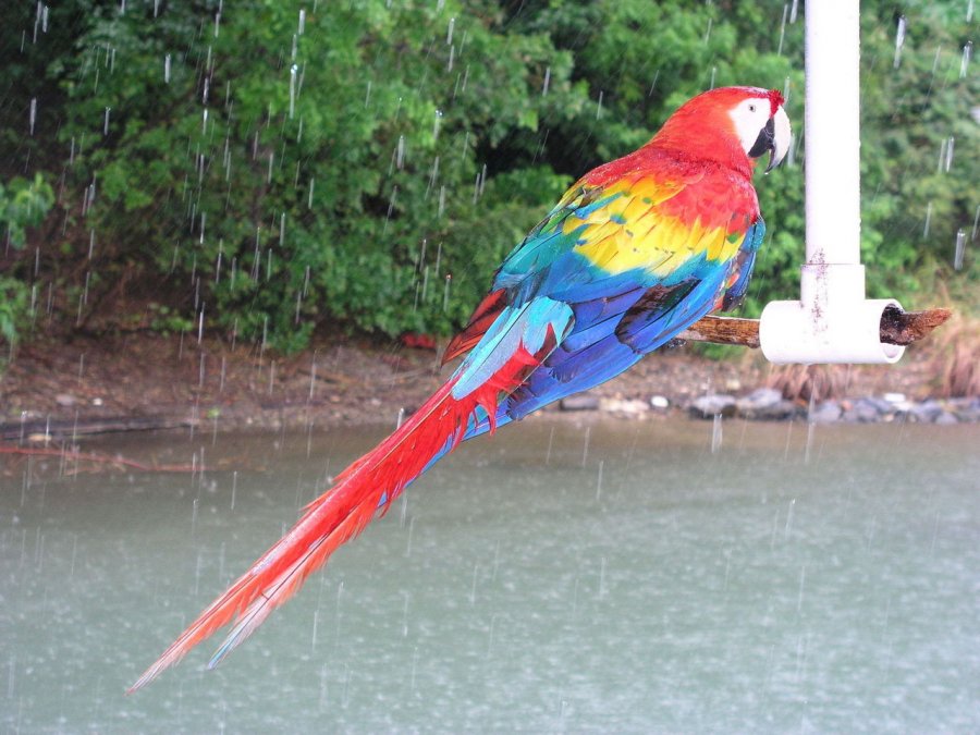 Попугай под дождем